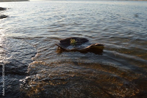 кусок коры на воде
