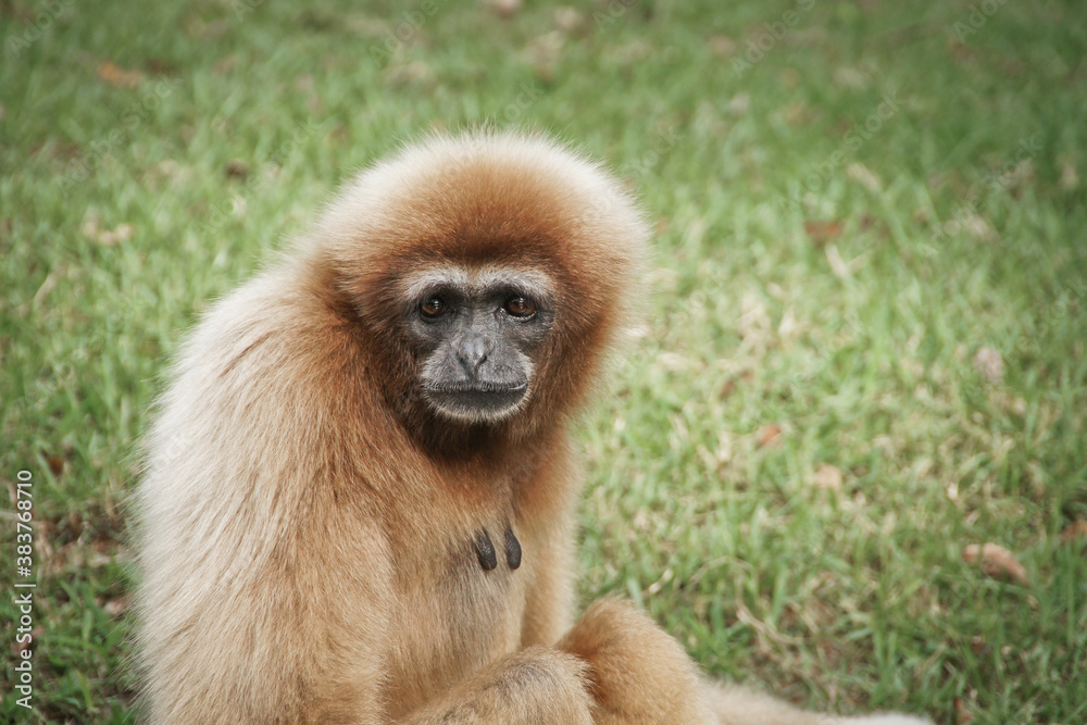 Fototapeta premium Monkey sitting in the forest