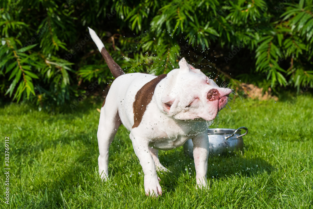 White American Bully puppy dog are drinking water