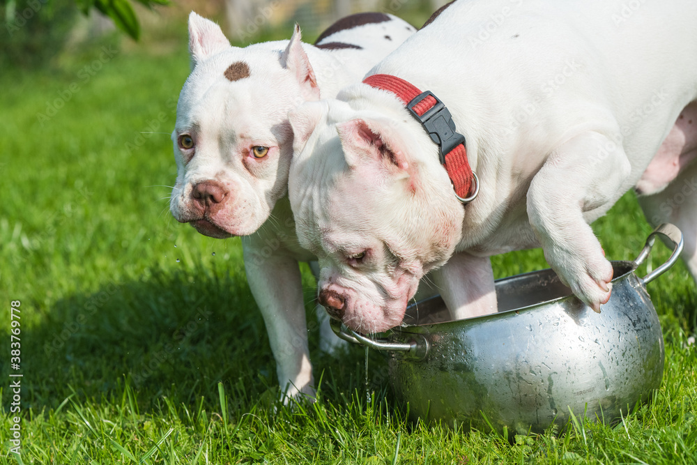Two White American Bully dogs are drinking water