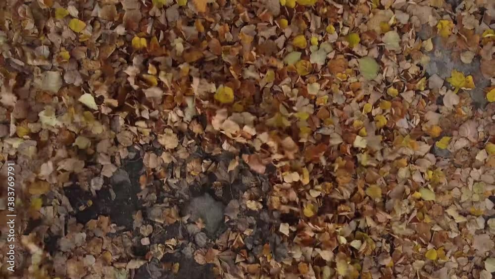 autumn leaves on the road fly in the wind autumn leaves on the road fly in the wind