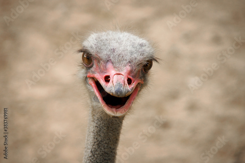 Close-up of an ostrich © Василий Ширнин