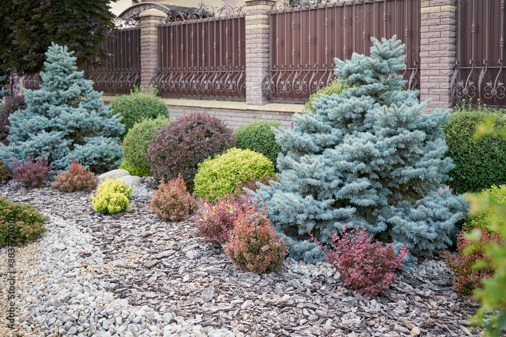 Landscaping from different bushes in the home garden Landscaping from different bushes in the home garden