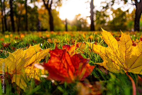Gold autumn. Fallen leaves in the city park.