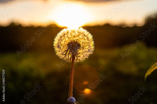 dandelions on the sunset background