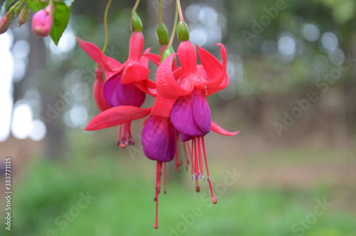 pink flower in the garden