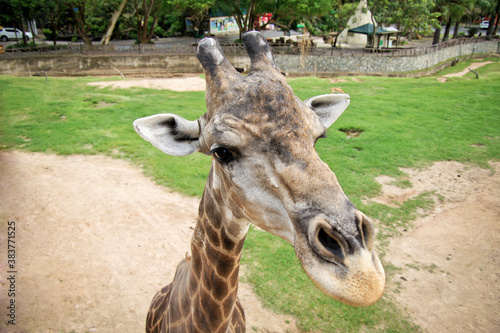 Photography Giraffe in zoo