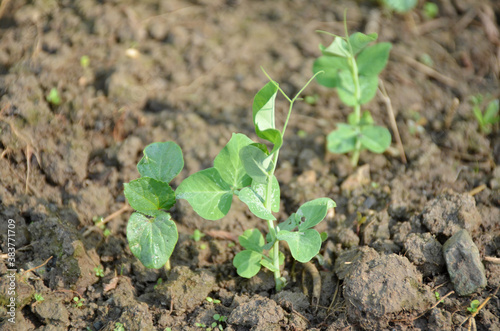 bunch the small ripe green peas plant seedlings in the garden.