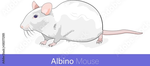 laboratory mouse on white background. Swiss albino mice isolated vector illustration in white color. model animal. laboratory animal. C57bl mice used for knock out experiments.