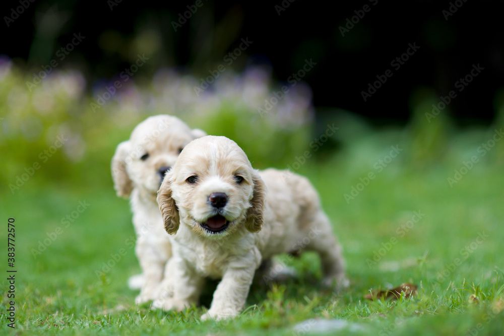Cute puppies playing in the garden.Young cocker spaniel in the outdoor.Home pets.Purebreed canine pups.