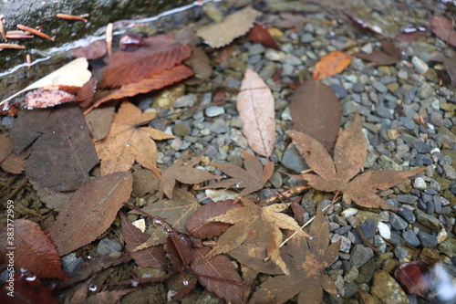 autumn leaves on the ground