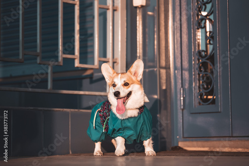 Cute Welsh Corgi dog sitting on the steps in the town. a dog in the city. Dog in urban landscape © Евгения Шихалеева