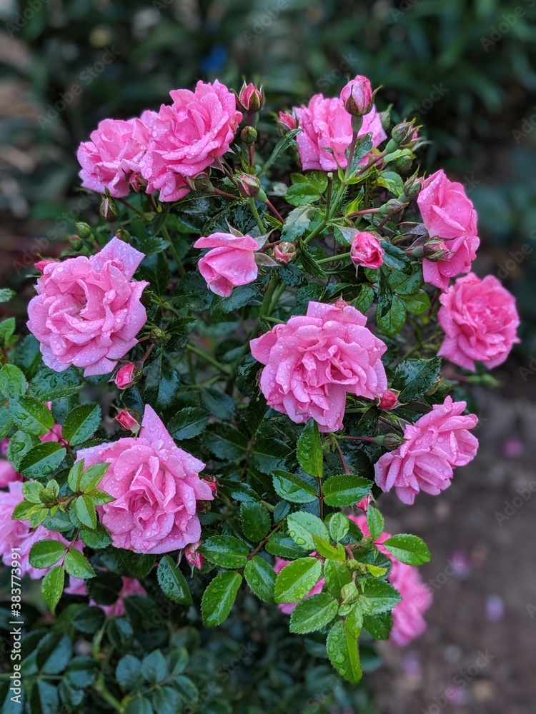 pink rose bush pink rose bush