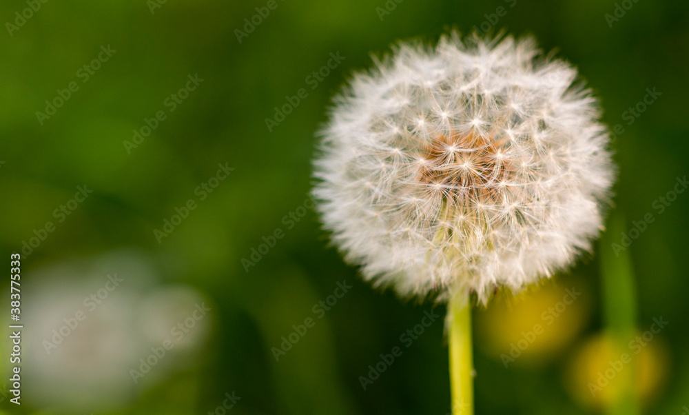 Fototapeta premium Eine noch vollkommene und einsame Pusteblume