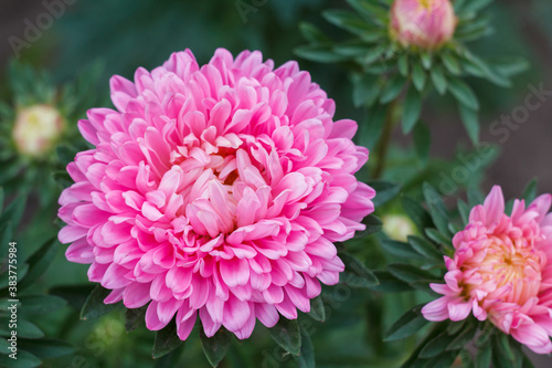 Head of pink aster in the garden