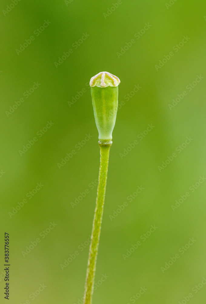 young field poppy head capsule (Papaver rhoeas) young field poppy head capsule (Papaver rhoeas)