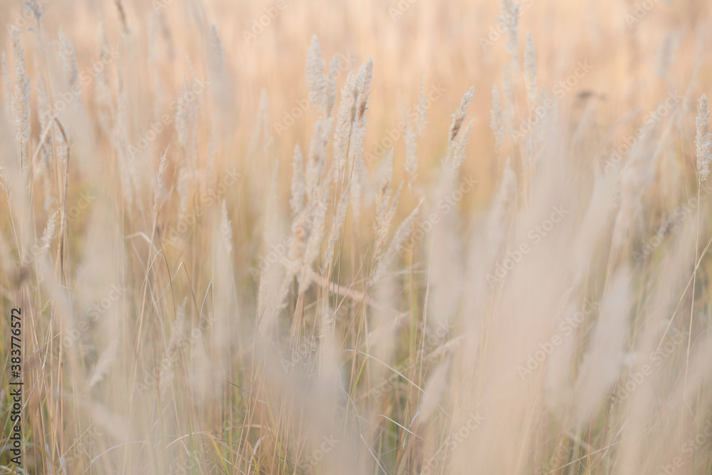 Soft focus blurred background image of Sunrise in field. Autumn rural landscape with fog, sunrise and blossoming meadow. wild grass blooming on Sunrise. Samara, Russia. Soft focus blurred background image of Sunrise in field. Autumn rural landscape with fog, sunrise and blossoming meadow. wild grass blooming on Sunrise. Samara, Russia.
