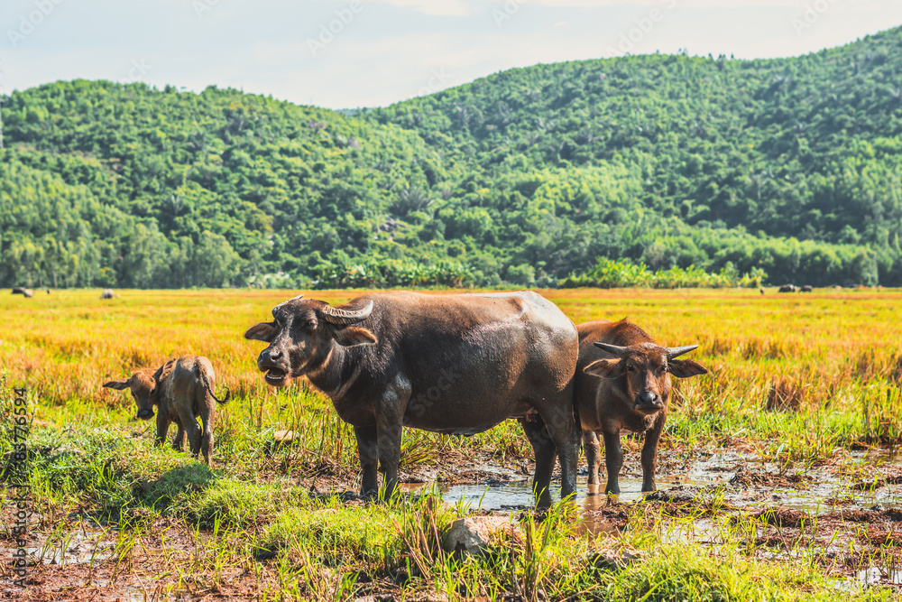 Family of Water Buffalo Standing graze Together rice grass field meadow sun, forested mountains background, clear sky. Landscape scenery, beauty of nature animals concept late summer early autumn day Family of Water Buffalo Standing graze Together rice grass field meadow sun, forested mountains background, clear sky. Landscape scenery, beauty of nature animals concept late summer early autumn day