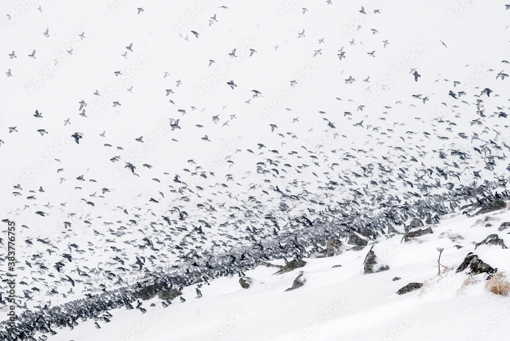 Least Auklets (Aethia pusilla) at colony in early spring snowstorm at St. George Island, Pribilof Islands, Alaska, USA