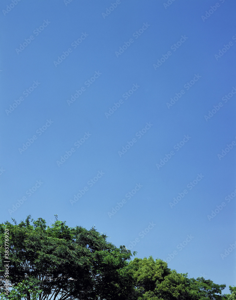 Obraz premium 林の上の青空