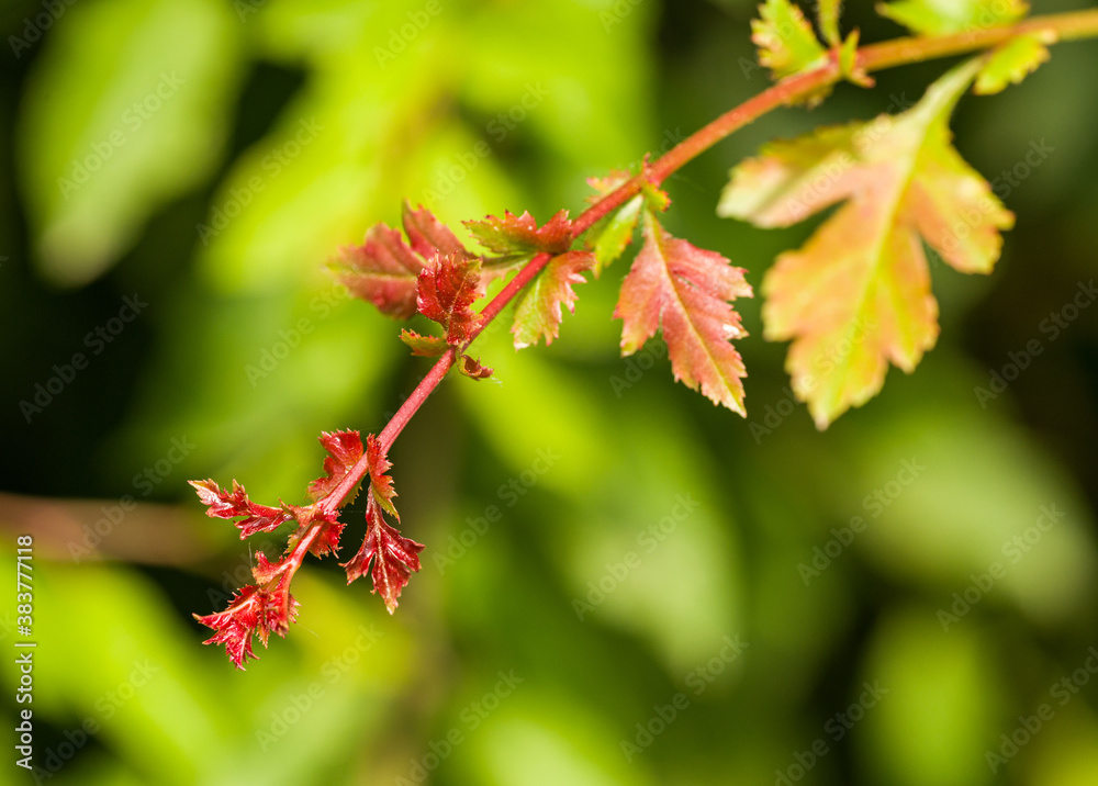 detail of bush twig with young fresh red leaves at the tip detail of bush twig with young fresh red leaves at the tip