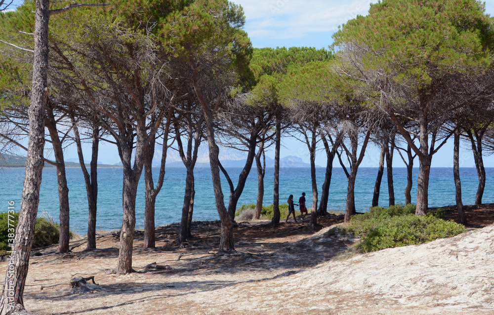 The view of the island of Tavolara from the gulf of Budoni in the beautiful pine forest of Sant'Anna.