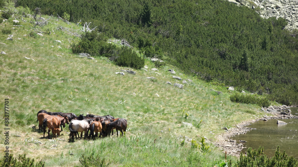 Wild horses in the mountain of Rila grazing grass next to a lake in Bulgaria