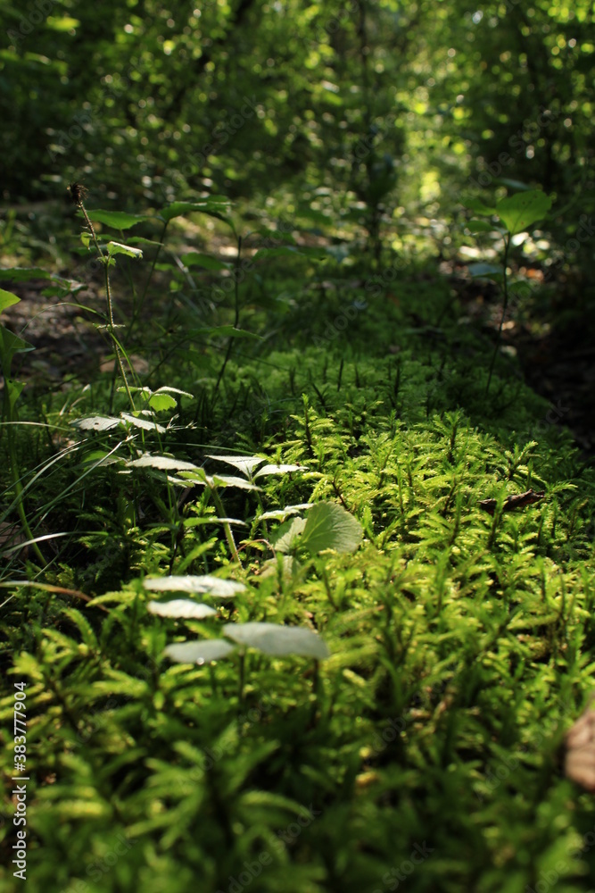 moss on a path in marienfeld