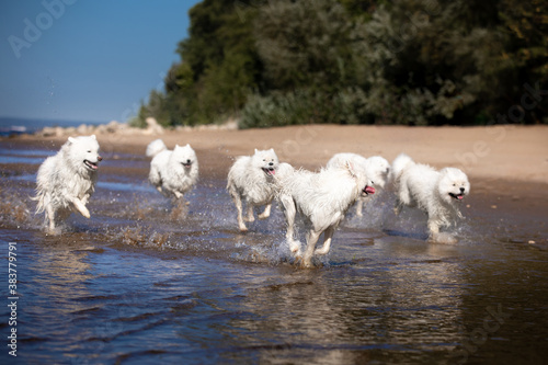 Fototapeta Naklejka Na Ścianę i Meble -  dogs on water