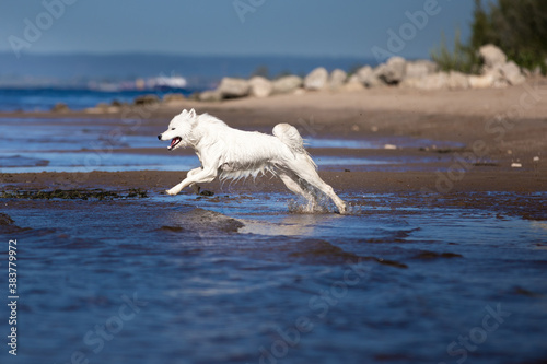 dogs on water