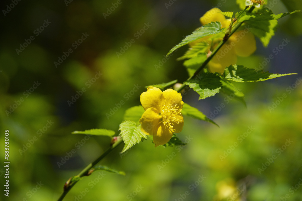 木陰に咲く山吹の花 木陰に咲く山吹の花