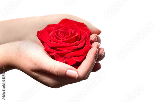 Female hands holding red rose on white,