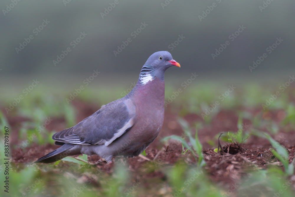 Common wood pigeon. Bird. Columba palumbus Common wood pigeon. Bird. Columba palumbus