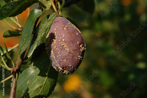 Brown rot (Monilinia fructicola) on a ripe plum on the tree, close-up, blurred background, copy space for text. Moldy plum, infected with fungal disease photo