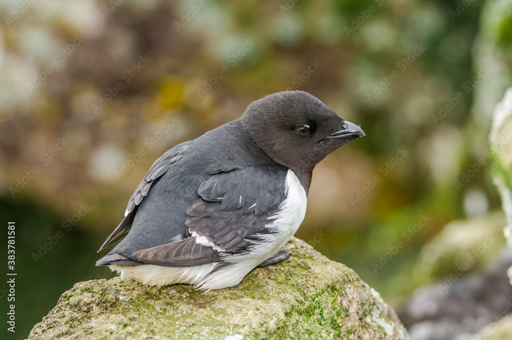 Fototapeta premium Dovekie (Alle alle) at least auklet colony in St. George Island, Alaska, USA