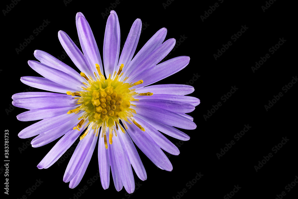Alpine aster flower. Black isolated background. Close-up. Macro shooting. Concept for printing and design. Alpine aster flower. Black isolated background. Close-up. Macro shooting. Concept for printing and design.
