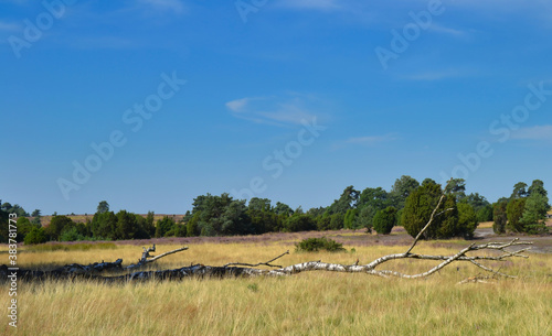 Liegende Birke in der Lüneburger Heide vor Hintergrund der Heideblüte