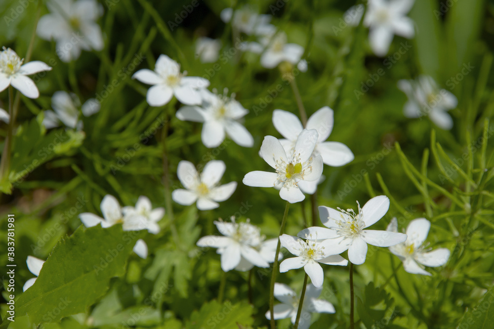 Stockfoto 二輪草の白い花の群生 Adobe Stock
