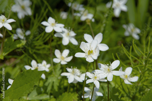 二輪草の白い花の群生