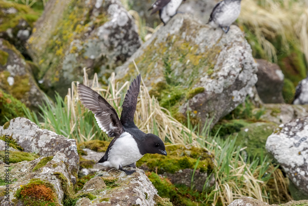 Fototapeta premium Dovekie (Alle alle) and Least Auklets (Aethia pusilla) at least auklet colony, St. George Island, Alaska, USA