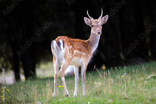 Foto Macho joven de gamo (dama dama)