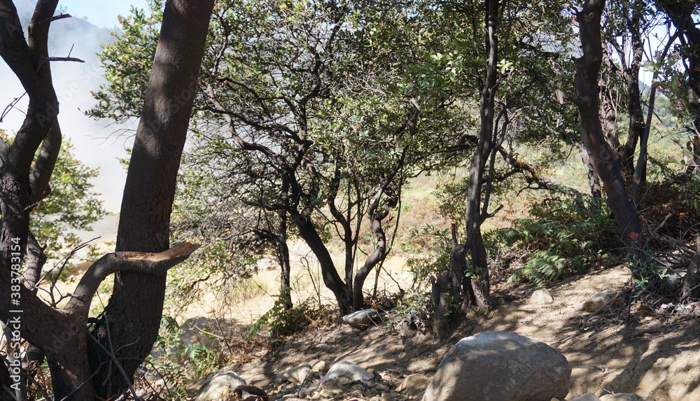 A dry leafless tree against the backdrop of a slope of limestone mountains under a blue sky.