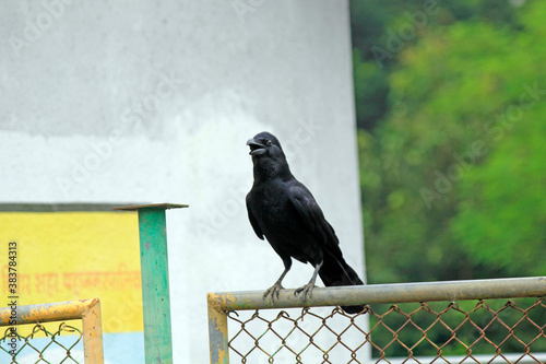 Super Black Crow chirping sitting on a fence photo