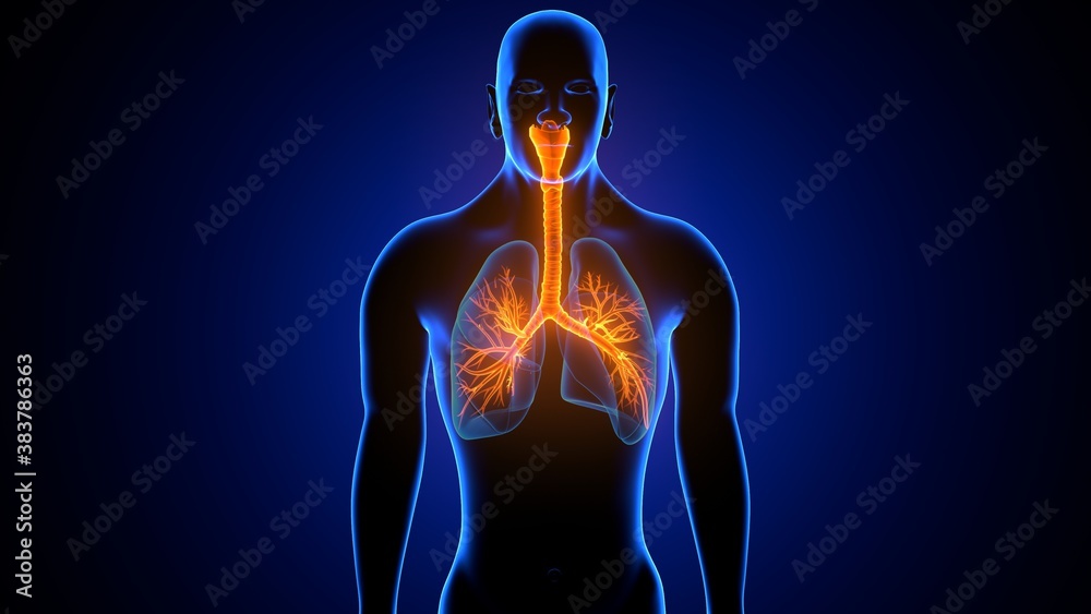 3d illustration human respiratory system lungs anatomy