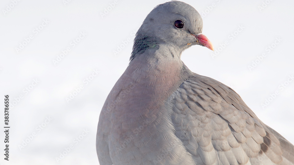 Stock dove. Bird in winter on snow. Columba oenas Stock dove. Bird in winter on snow. Columba oenas