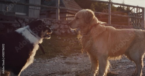 Dog border collie attack show teeth growl a golden retriever try mate