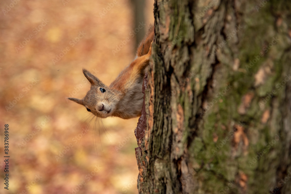 A squirrel peeking out from behind a tree . A squirrel peeking out from behind a tree .
