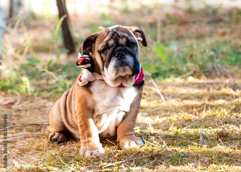 Puppy of Red English Bulldog in red harness out for a walk sitting on dry grass