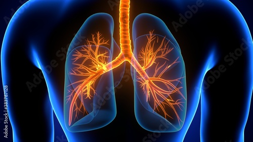 Canvas Print 3d illustration human respiratory system lungs anatomy