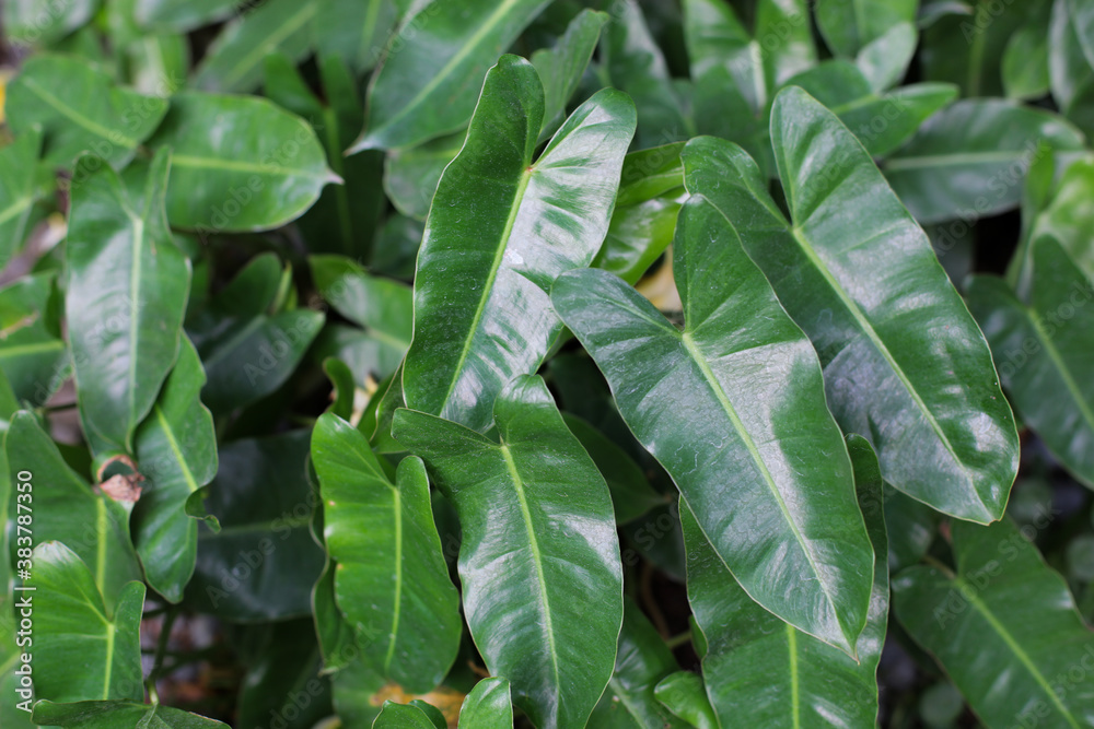 Obraz premium Philodendron leaves, heart shaped dark green leaves in tropical forest